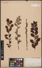 Foto von Salix aurita L.